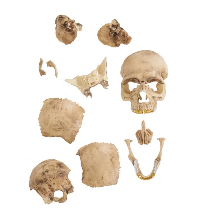 Supreme 4D Model Human Skull Natural (Sealed)