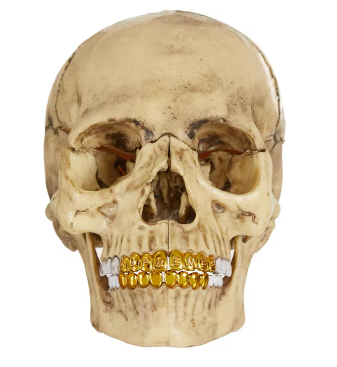 Supreme 4D Model Human Skull Natural (Sealed)
