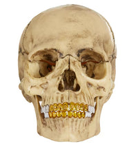 Supreme 4D Model Human Skull Natural (Sealed)